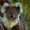 Koala - Phascolarctos cinereus 4665